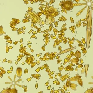 Diatoms
