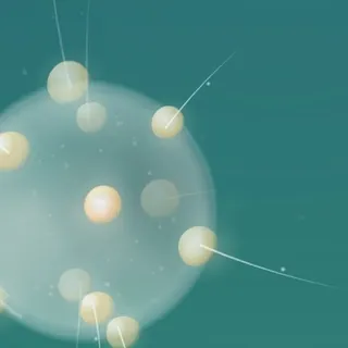 Radiolaria
